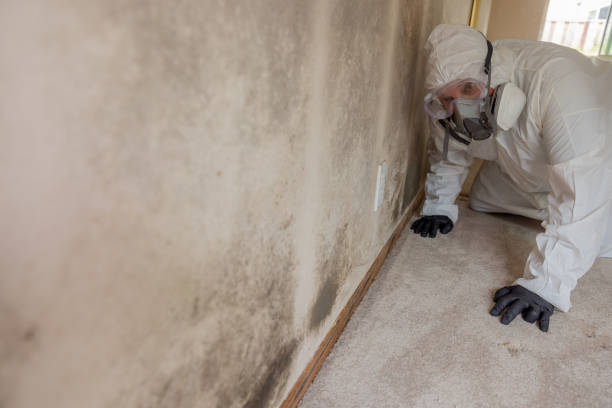 Trusted Spotsylvania Courthouse, VA Mold Removal Experts